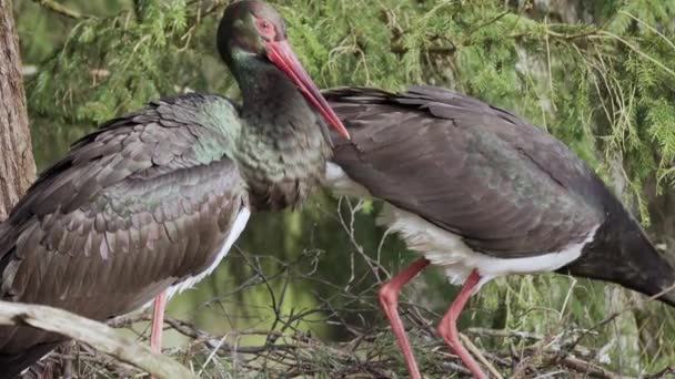Two black storks, ciconia nigra, make a nest in the spring. Close-up — Stok video