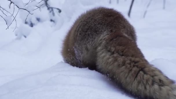 De rode vos springt in de sneeuw en vangt de muis. — Stockvideo