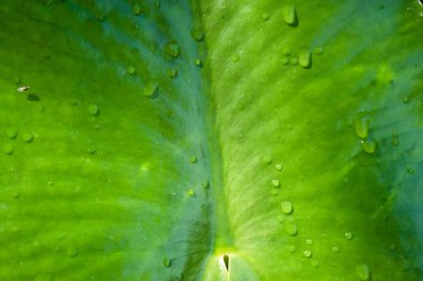 Su damlaları ile yeşil yaprak arka planı. Nilüfer çiçeği. Yüksek kalite fotoğraf