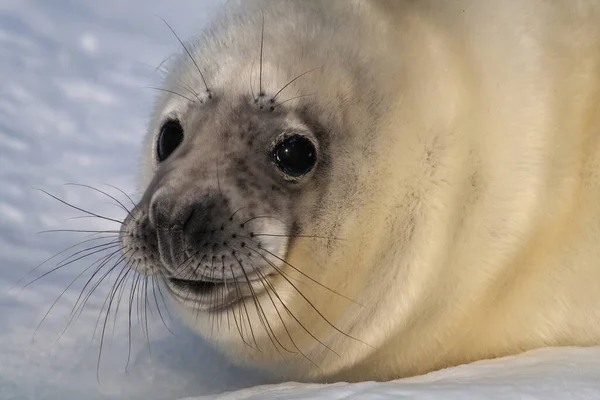 Yavru Grey Seal Halichoerus Grypus sahilde dinleniyor. Beyaz fok yavrusu. Karın kenarına dön ve kameraya bak. Beyaz kar arka planı. Yüksek kalite fotoğraf