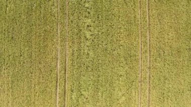 İHA uçuşu, tepeden tırnağa, yazın çavdar tarlasında vurulmuş. Yüksek kaliteli FullHD görüntüler