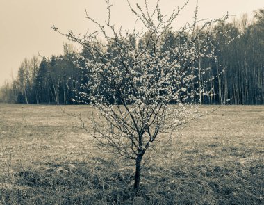 Çiçekli kiraz ağacı. Siyah ve beyaz, sepya fotoğrafçılık. Yüksek kalite fotoğraf