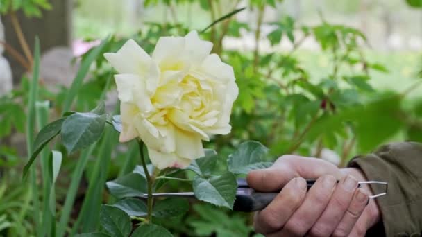 Літнє Сезонне Садівництво Жіночі Руки Секаторами Відрізають Жовту Троянду Хобі — стокове відео