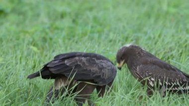 Daha az benekli iki kartal, yetişkin ve genç, yazın yerde oturup yemek yerler. Yüksek kalite 4k görüntü
