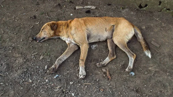 A white Dirty homeless dog sleeps on a blue street in Ecuador. High quality photo