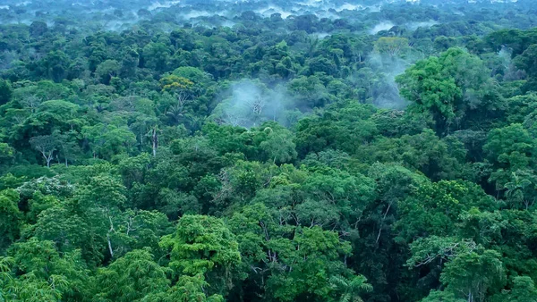 Hermoso Paisaje Selva Amazónica Parque Nacional Yasuní Ecuador Foto Alta —  Fotos de Stock