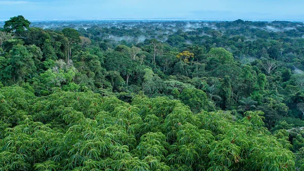 Amazon yağmur ormanlarının güzel manzarası, Yasuni Ulusal Parkı, Ekvador. Yüksek kalite fotoğraf