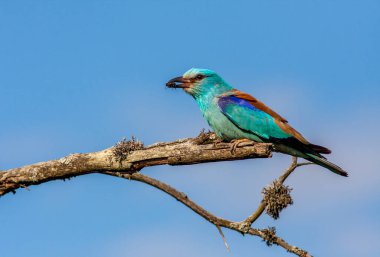Avrupalı patenci Coracias Garrulus 'un yakın plan ve canlı fotoğrafları arka plandaki güzel mavi gökyüzünde bir dalda duruyor. Parlak renkler ve ayrıntılı resimler