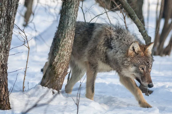 늑대는 숲에서 나무들 사이에 낭창을 만든다 고품질 — 스톡 사진