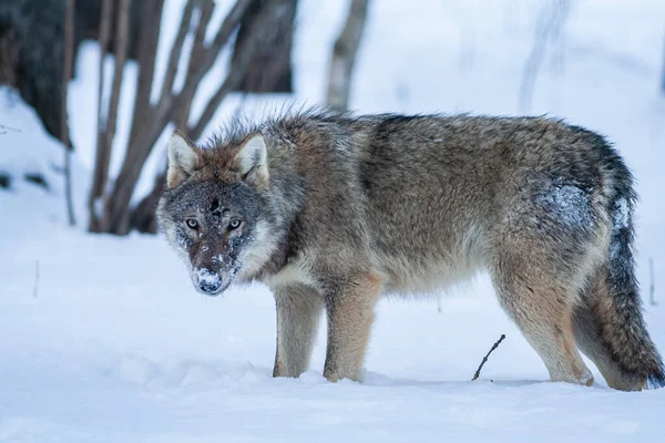 Grey Wolf Canis Lupus 서식한다 카메라를 있어요 고품질 — 스톡 사진