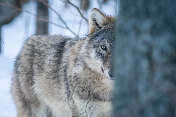 늑대는 숲에서 나무들 사이에 낭창을 만든다 카메라를 있어요 고품질 — 스톡 사진