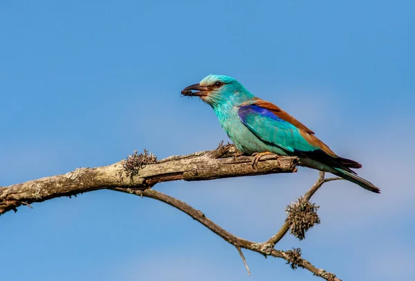 Close-up and vivid photos of the European roller Coracias garrulus are sitting on a branch on a beautiful blue sky in the background. Bright colors and detailed pictures