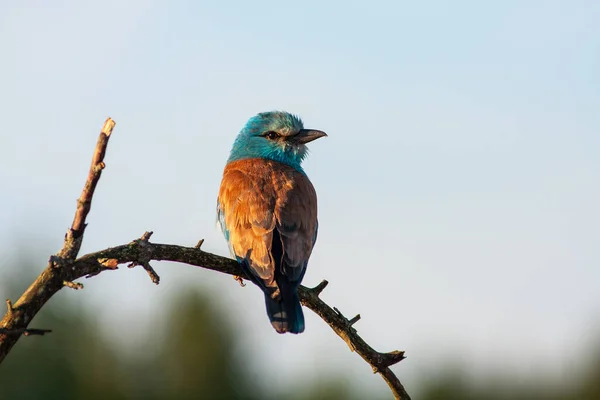 Close-up and vivid photos of the European roller Coracias garrulus are sitting on a branch on a beautiful blurred background. Bright colors and detailed pictures