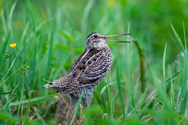 Great Snipe Gallinago Media Mating Period Male Dancing Spring — Stock Photo, Image