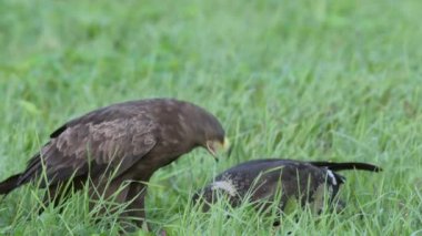 Daha az benekli iki kartal, yetişkin ve genç, yazın yerde oturup yemek yerler. Yüksek kalite 4k görüntü