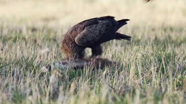 Águila Manchada Menor Primavera Suelo Come Animales Muertos Pájaro Agitando — Vídeos de Stock