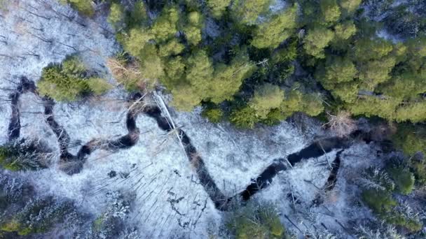 Latanie Dronem Nad Niekończącym Się Lasem Zimie Kamera Spogląda Prosto — Wideo stockowe