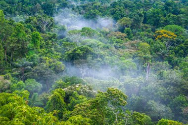 Amazon yağmur ormanlarının güzel manzarası, Yasuni Ulusal Parkı, Ekvador. Yüksek kalite fotoğraf