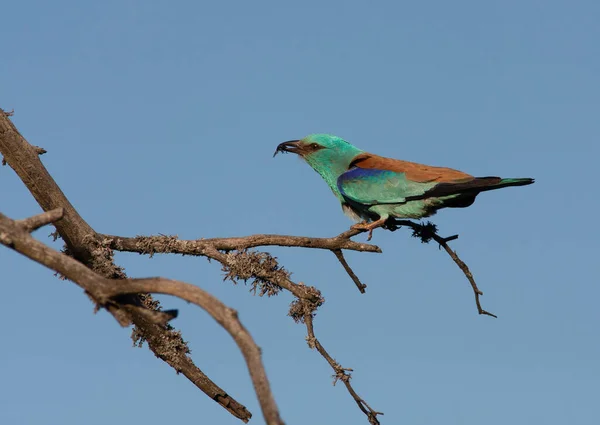 Close-up and vivid photos of the European roller Coracias garrulus are sitting on a branch on a beautiful blue sky in the background. Bright colors and detailed pictures