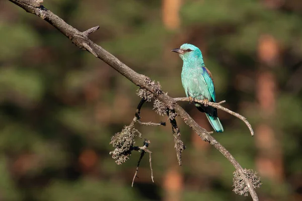 Avrupalı patenci Coracias Garrulus 'un yakın plan ve canlı fotoğrafları güzel bulanık bir arkaplanda bir dalda duruyor. Parlak renkler ve ayrıntılı resimler