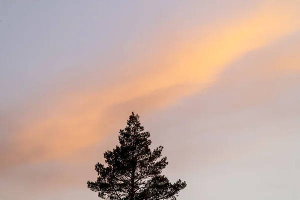 Céu Pôr Sol Laranja Com Árvore Céu Com Nuvens Listradas — Fotografia de Stock