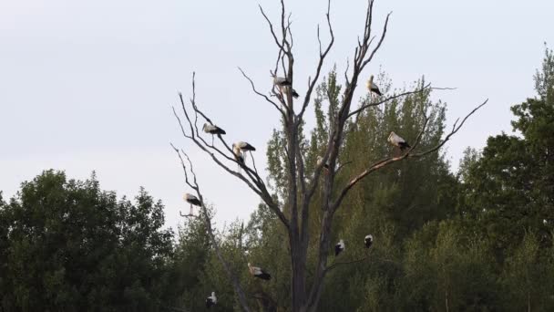 Quattordici Cicogne Bianche Ciconia Ciconia Sono Sedute Albero Morto Sistemando — Video Stock