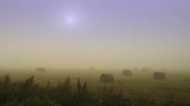 Çayırda sisli bir sabah, arka planda çimenler ve güneş var. Güzel bir kırsal alan. Yüksek kalite 4K görüntü.