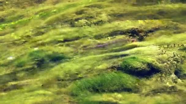 Fish Swimming Cler River Water Top View High Quality Footage — ストック動画