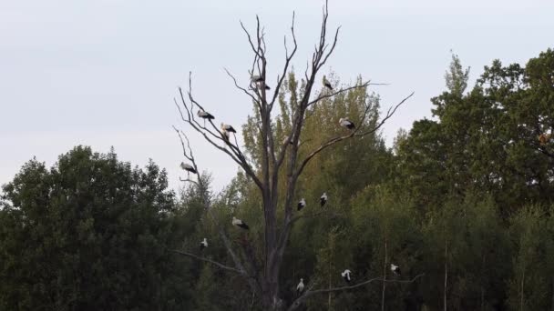 Δεκατέσσερις Λευκοί Πελαργοί Ciconia Ciconia Κάθονται Ένα Νεκρό Δέντρο Τακτοποιώντας — Αρχείο Βίντεο