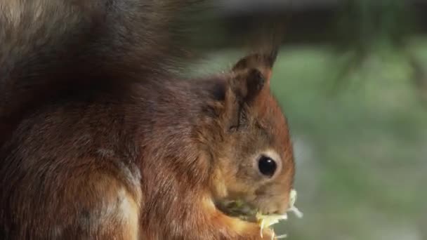 Close Dari Red Squirrel Yang Makan Rekaman Berkualitas Tinggi — Stok Video