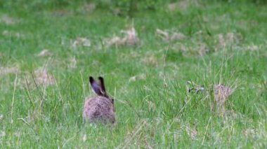 Yeşil çayırda iki Avrupa kahverengi tavşanı. Burunları birleştirin. Yüksek kalite 4k görüntü