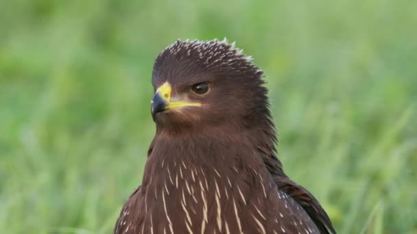 地面に小さな斑点のあるワシのクローズアップ 親に電話してる 死んだ動物を食べる人 高品質4K映像 — ストック動画