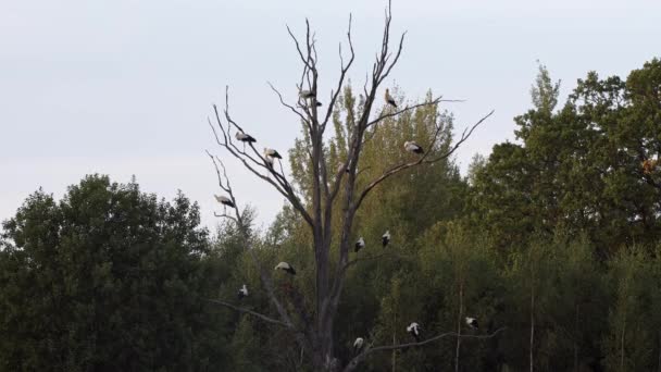 Čtrnáct Bílých Čápů Ciconia Ciconia Sedí Mrtvém Stromě Připravují Peří — Stock video