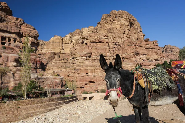 Petra Wadi Musa Jordan Monumental World Heritage Ancient Petra Bedouin — Stockfoto