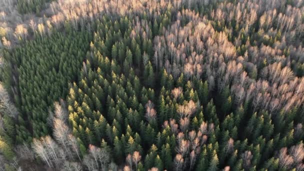 Bahar Ormanı Manzarasının Hava Görüntüsü Ağaçların Üst Görüntüsü Yapraksız Ağaçlar — Stok video