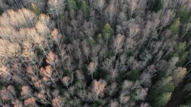 Bahar ormanı manzarasının hava görüntüsü, ağaçların üst görüntüsü. Yapraksız ağaçlar, çeşitli orman ağaçları. Yüksek kalite 4k görüntü