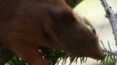 Yemek yiyen bir Kırmızı Sincap 'ın yakın çekimi. Yüksek kalite 4k görüntü