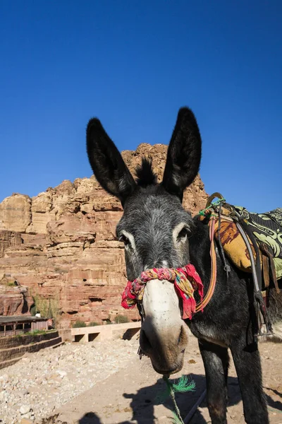Petra, Ürdün 'deki Wadi Musa - Eski Petra' nın anıtsal dünya mirası ve eyerli yüksek kaliteli fotoğraflı Bedevi eşeği.