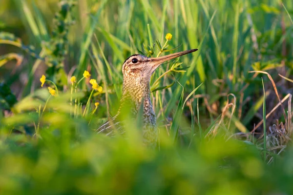 Great Snipe Gallinago Media Mating Period Male Dancing Spring — Stock Photo, Image