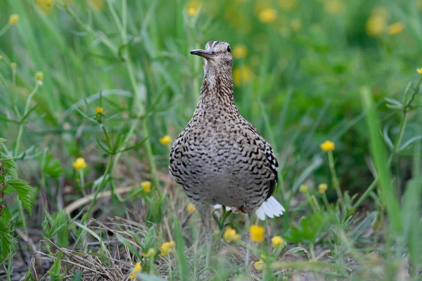 Çiftleşme döneminde büyük çulluk Gallinago medyası, baharda erkek dans.
