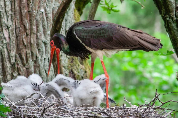 Cicogna Nera Con Neonati Nel Nido Scena Della Fauna Selvatica — Foto Stock