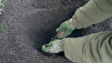 Bahçıvan gül dikmek için bir delik hazırlar. Yatağa küçük çakıl taşları koy. Ağır çekim video Yüksek kaliteli FullHD görüntüler