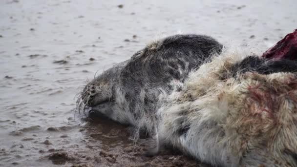 Close Dead Baby Seal Head Sea Baltic Sea High Quality — Stock video