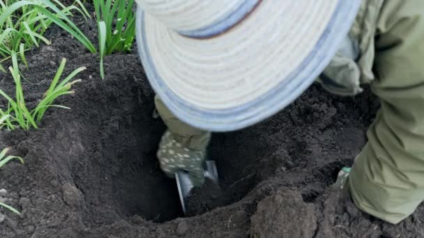 Gardener Digs Hole Hand Spade Planting Roses Slow Motion Video — Stock Video