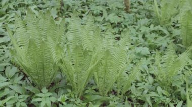 Baharda yeni eğrelti otları. Taze yeşil, eski ormanda. Eğreltiotuna yakın çekim. Yeni büyüme - İlkbaharda eğrelti otları Yüksek kaliteli 4K görüntüler