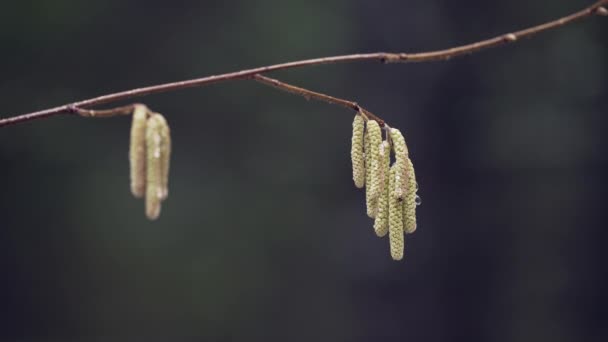 Lonely Hazel Male Flower Swinging Wind Allergy Spring Hazel Tree — Vídeos de Stock