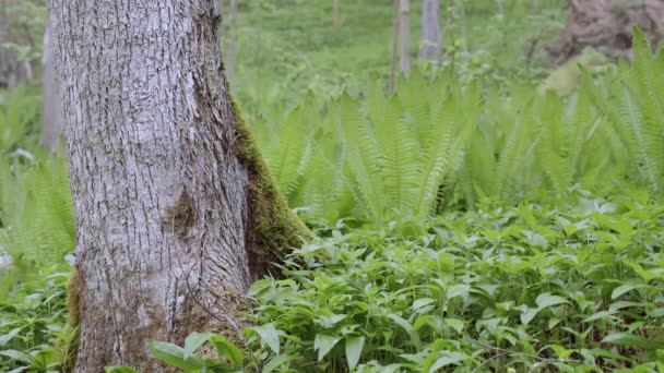Nieuwe Varens Het Voorjaar Fris Groen Het Oude Bos Sluiten — Stockvideo