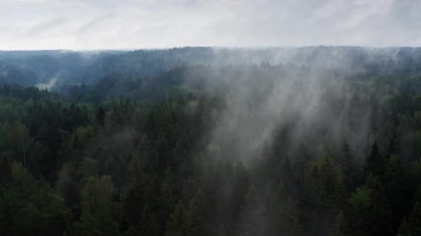 Summer Morning Fog Green Forest Drone Flight Morning Natural Landscape — Stockvideo