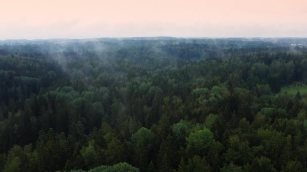 Summer Morning Fog Green Forest Drone Flight Morning Natural Landscape — Stockvideo