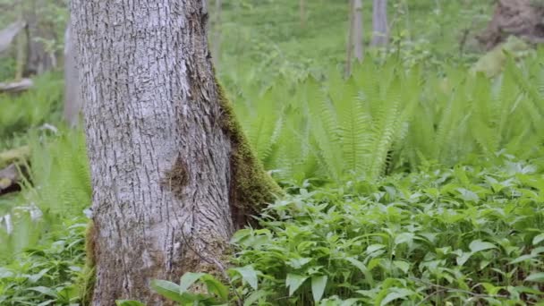 Felci Nuove Primavera Verde Fresco Nella Vecchia Foresta Primo Piano — Video Stock